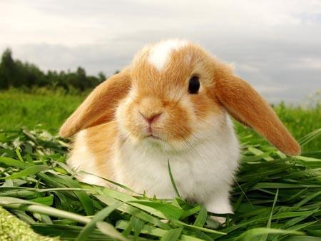 Курсовая работа по теме Кролиководство как перспективная отрасль животноводства